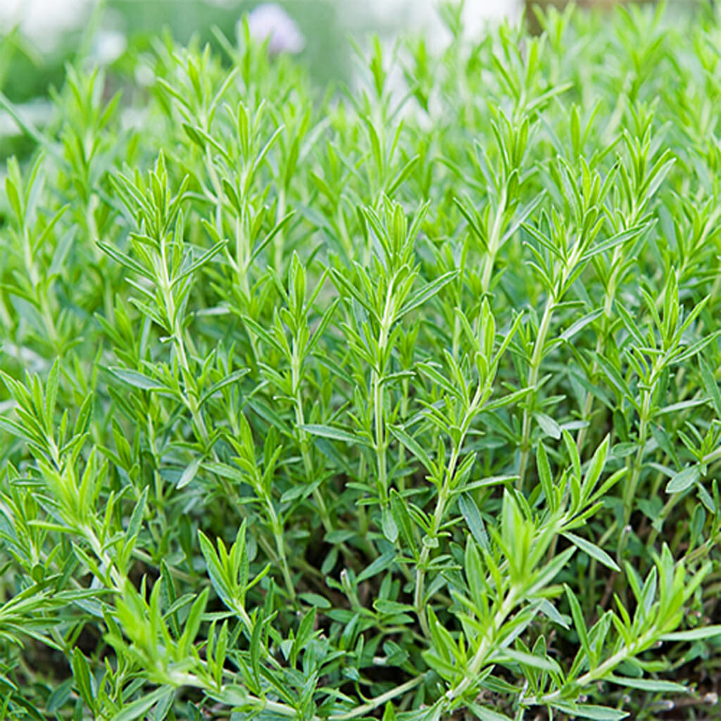 TARRAGON - Premium Russian - Artemisia dracunculus
