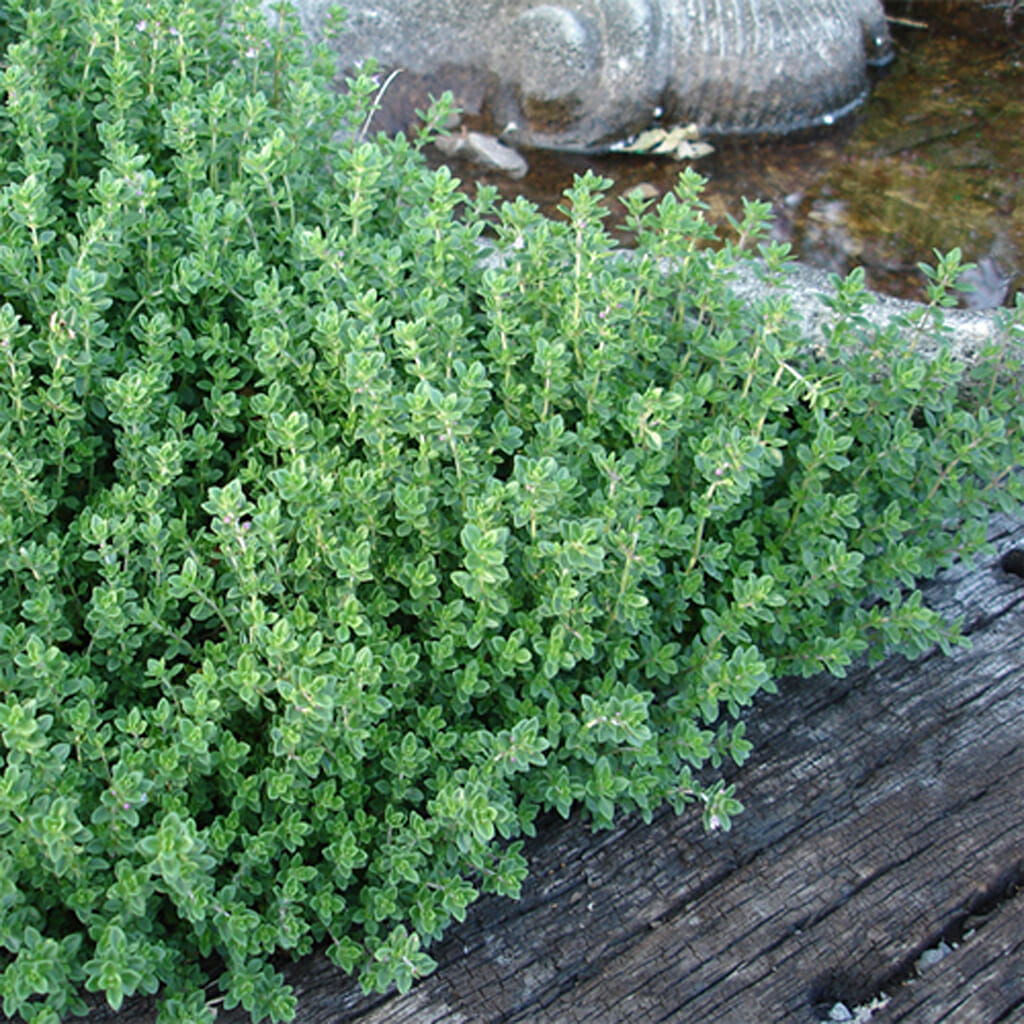 THYME - Common  - Thymus vulgaris