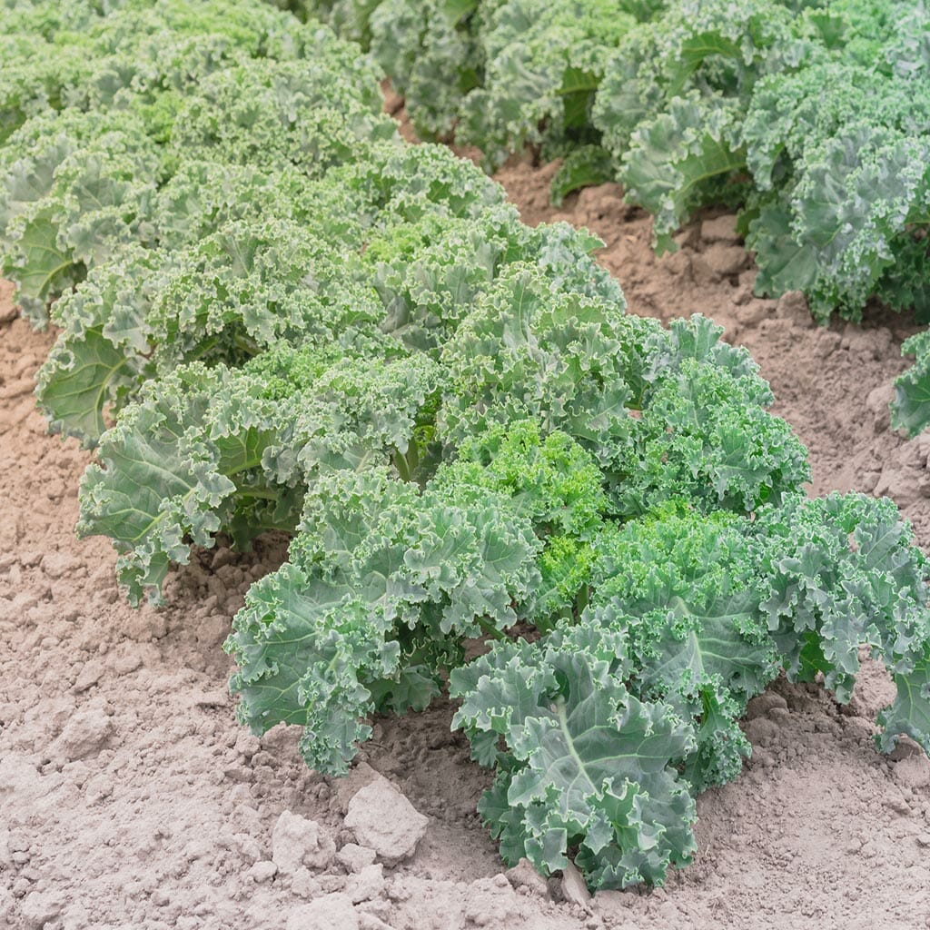 KALE - Dwarf Blue Scotch Curled  - Brassica oleracea