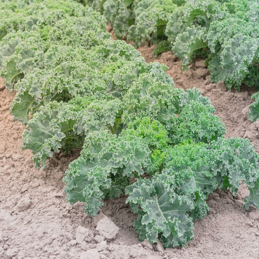 KALE - Dwarf Blue Scotch Curled  - Brassica oleracea