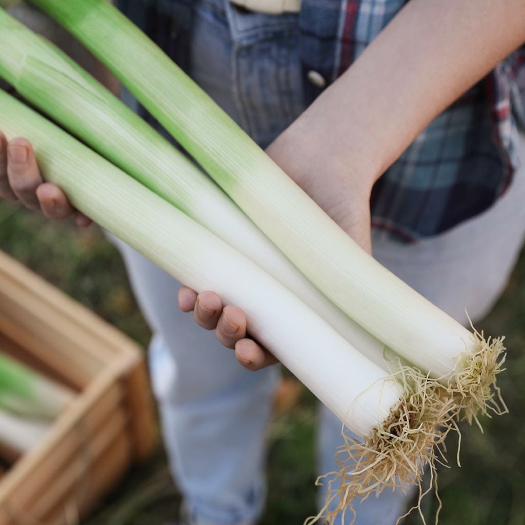 LEEK - Gigante de Inverno - Allium porrum