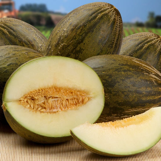MELON - Piel da Sapo  - Cucumis melo