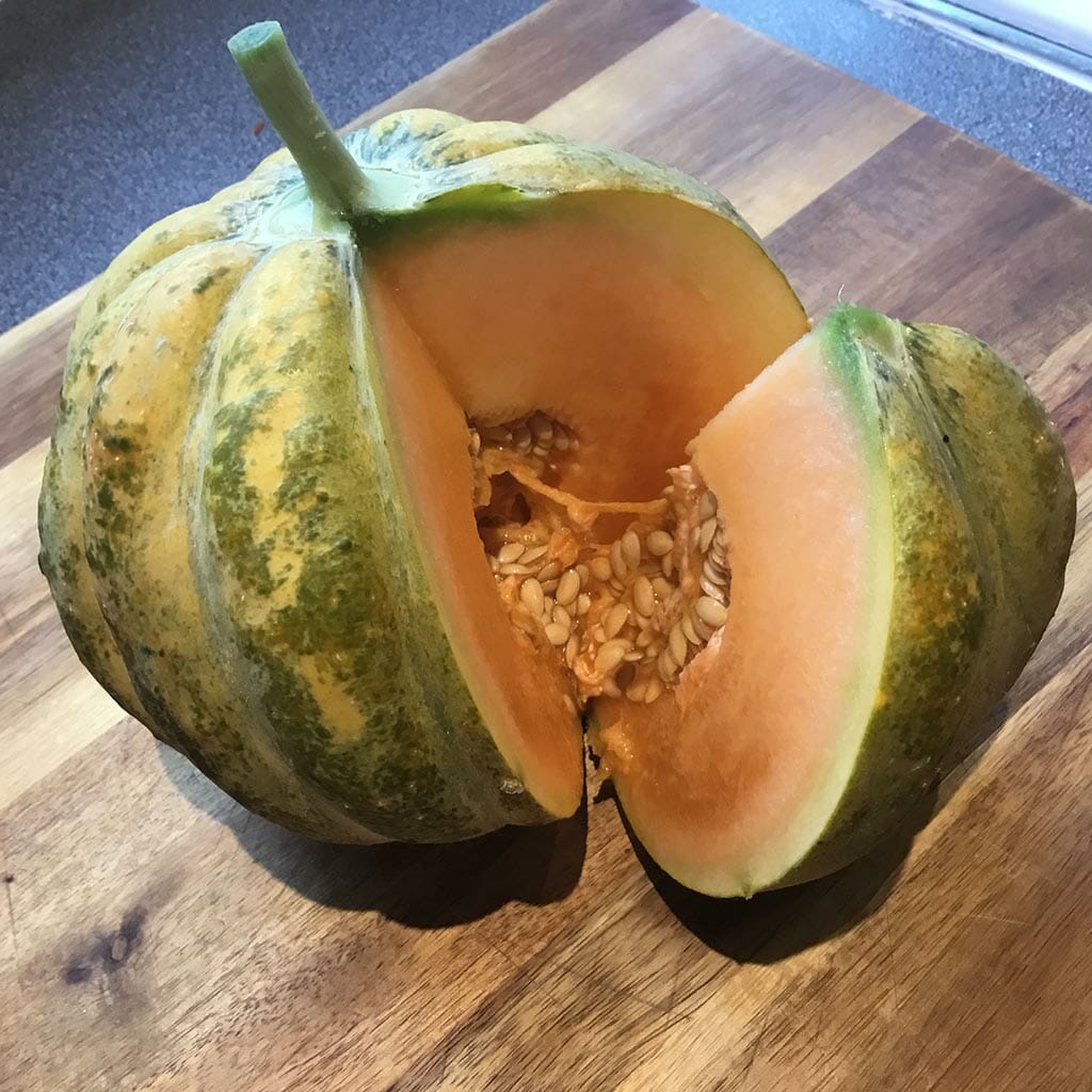 MELON - Zatta - Cucumis melo