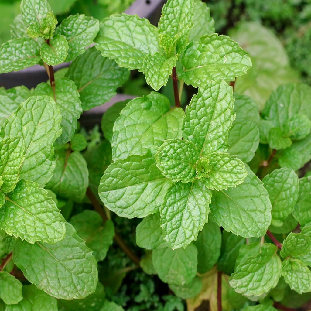 MINT - Spearmint - Mentha spicata