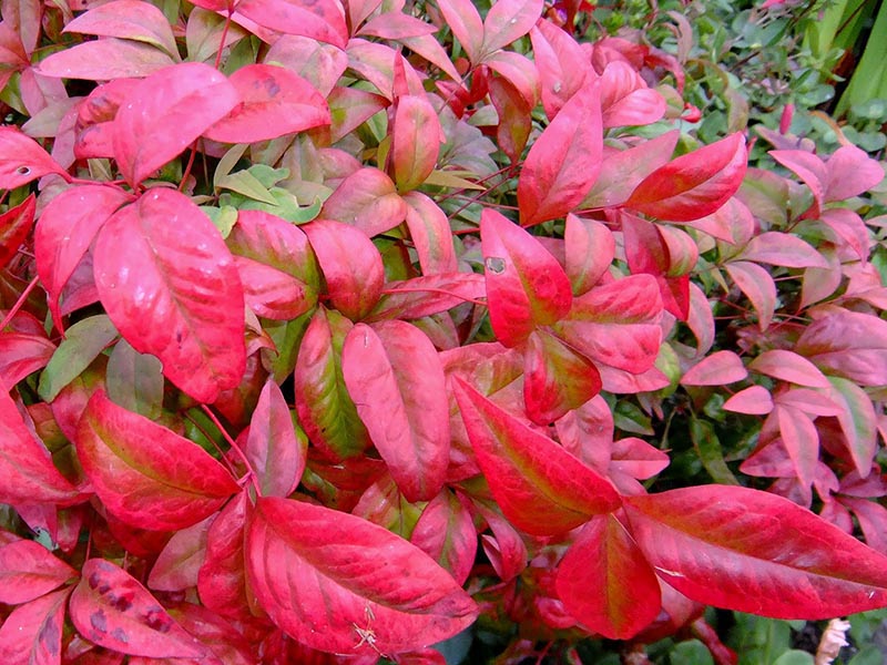 Sacred Bamboo - Nandina domestica