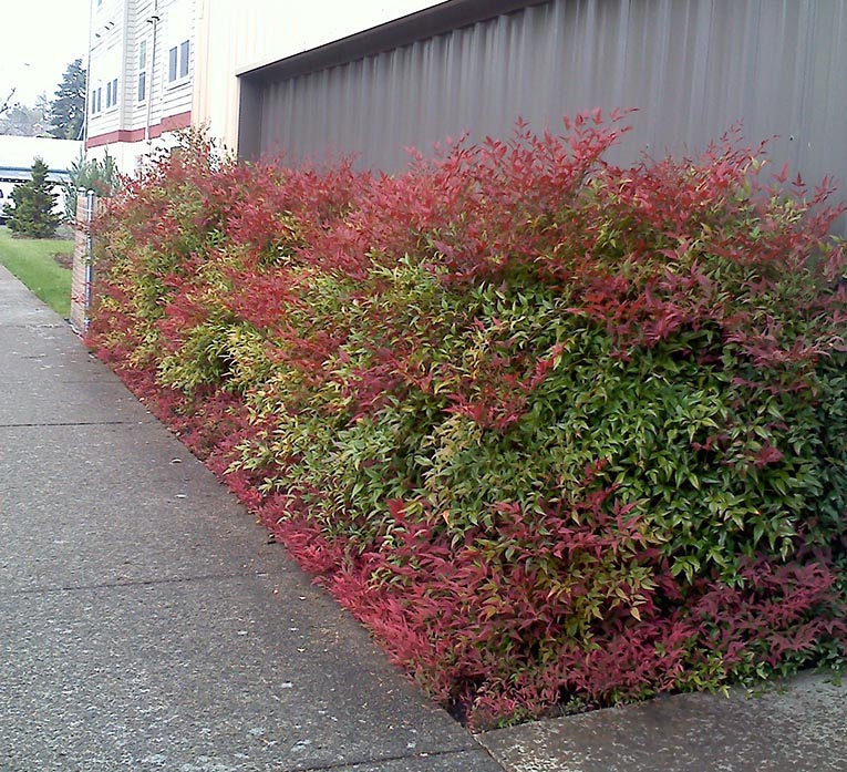 Sacred Bamboo - Nandina domestica