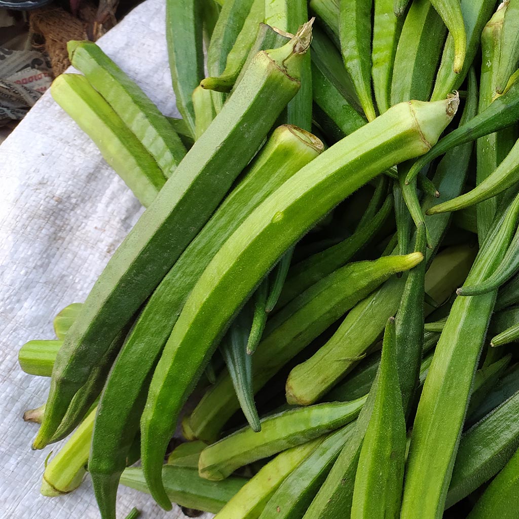 OKRA - Perkins Long Pod - Abelmoschus esculentus