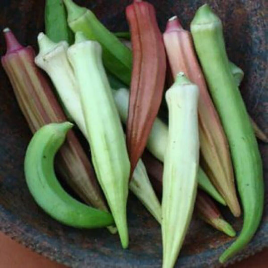 OKRA - Rainbow Fiesta  - Abelmoschus esculentus