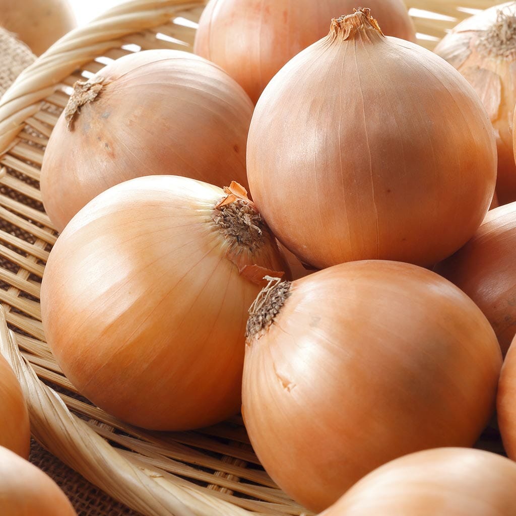 ONION - Gladalan Brown - Allium cepa