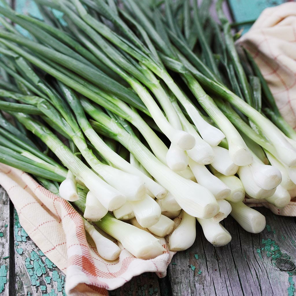 ONION - Nebuka Bunching - Allium fistulosum