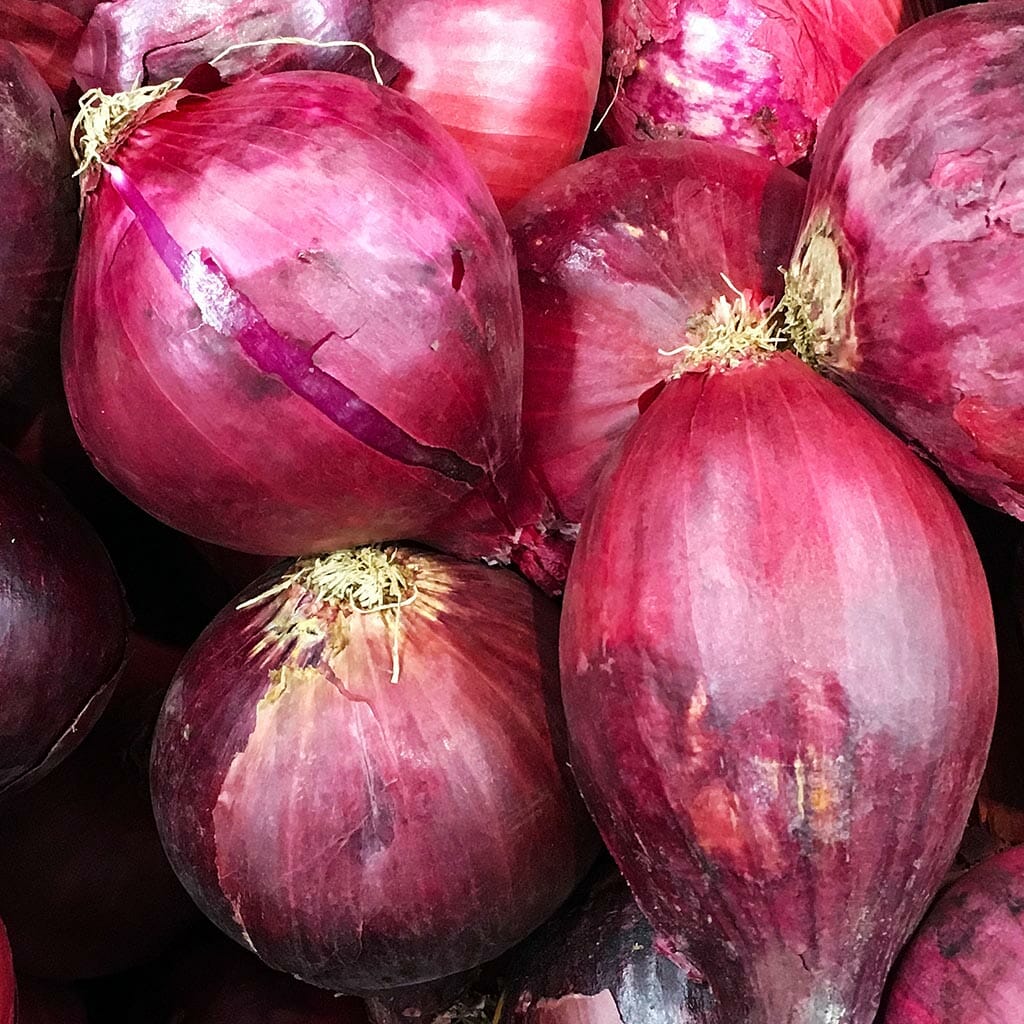 ONION - Ruby - Allium cepa