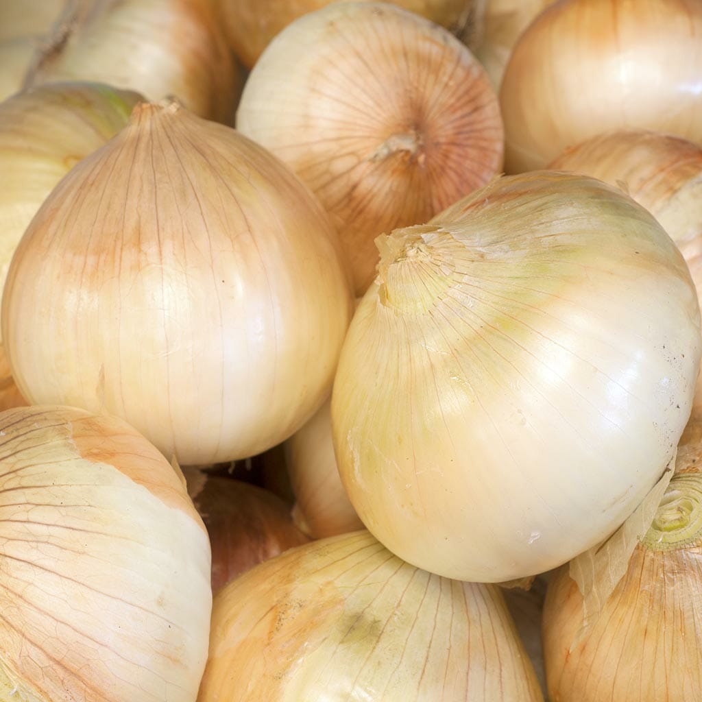 ONION - Walla Walla Sweet - Allium cepa