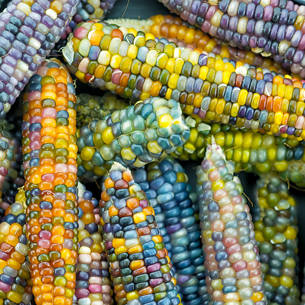 ORNAMENTAL CORN - Glass Gem  - Zea mays