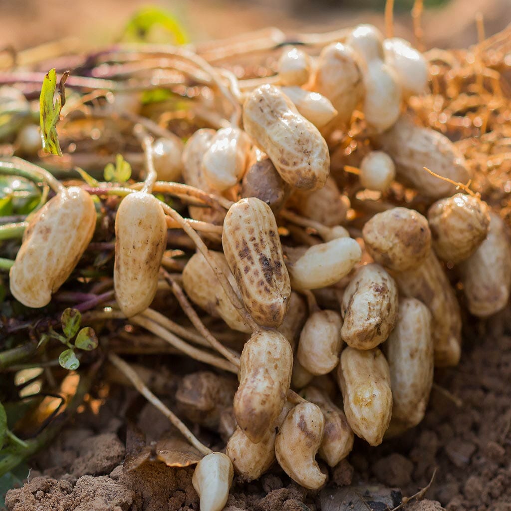 PEANUT - - Arachis hypogaea
