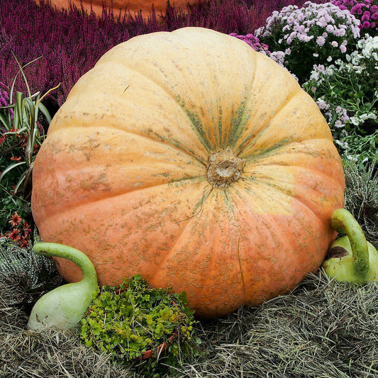 PUMPKIN - Atlantic Giant  - Cucurbita maxima
