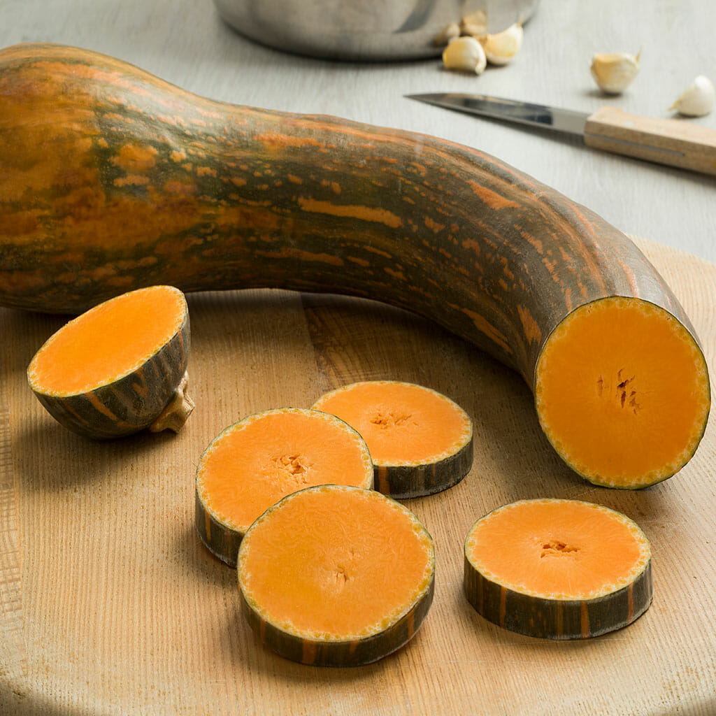 PUMPKIN - Gramma - Cucurbita moschata
