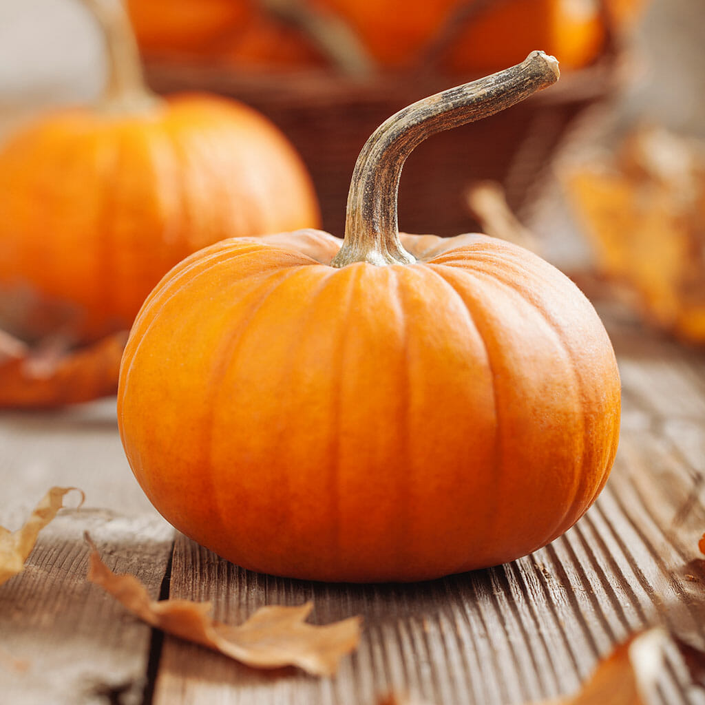 PUMPKIN - Jack Be Little - Cucurbita pepo