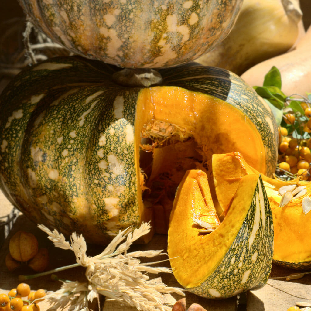 PUMPKIN - Jap  - Cucurbita pepo