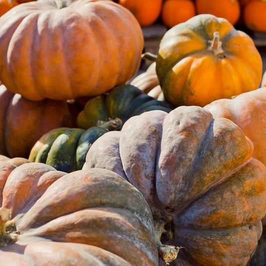 PUMPKIN - Musquee de Provence  - Cucurbita moschata