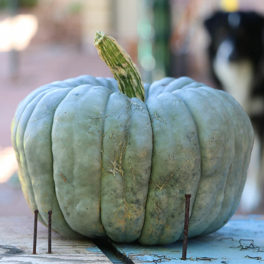 PUMPKIN - Queensland Blue  - Cucurbita maxima