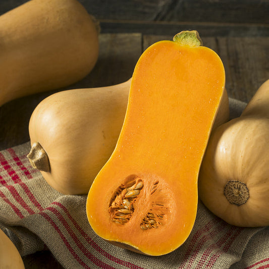 PUMPKIN - Waltham (Butternut)  - Cucurbita moschata