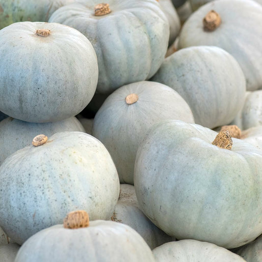 PUMPKIN - White Boar  - Cucurbita maxima