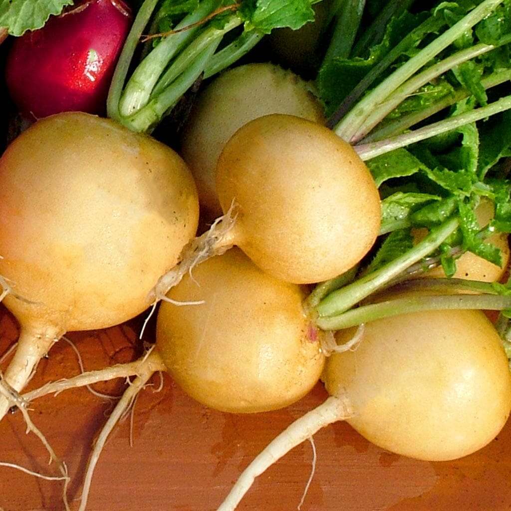 RADISH - Golden - Raphanus sativus