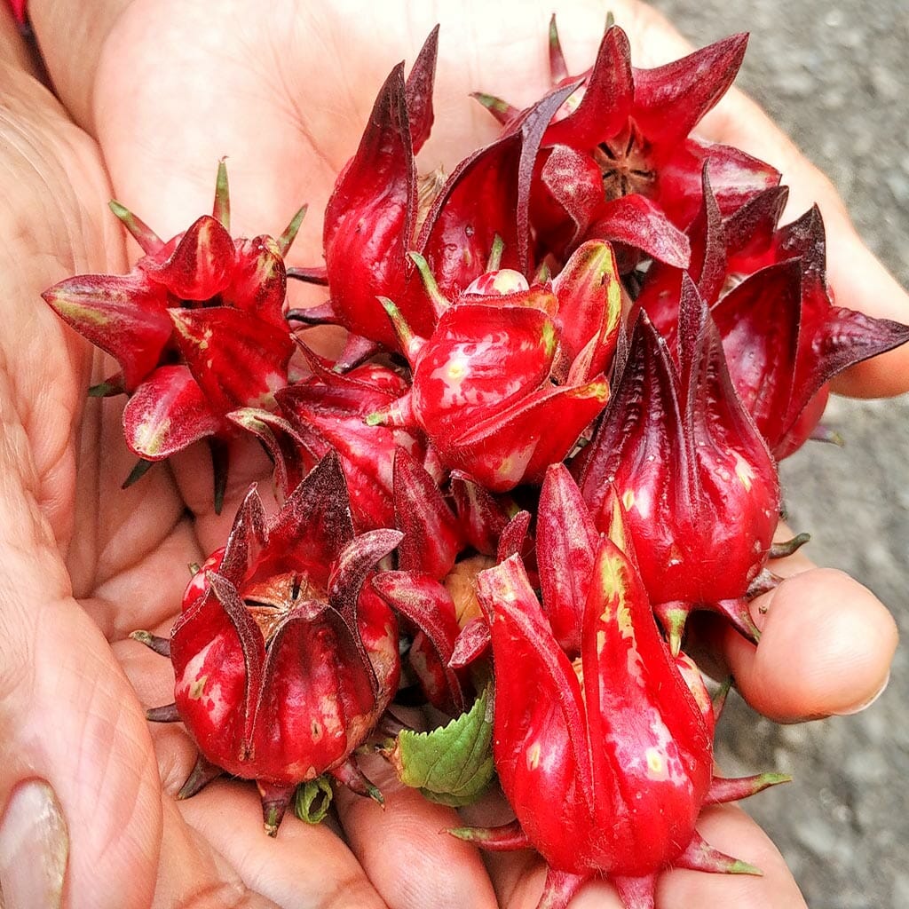 ROSELLA - Open Pollinated  - Hibiscus sabdariffa