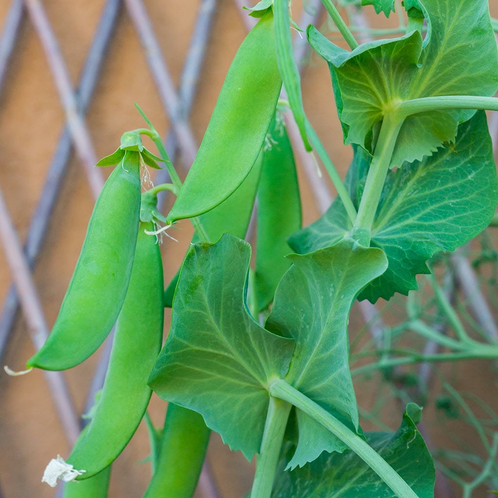 SHELLING PEA - Alderman (Telephone) - Pisum sativum