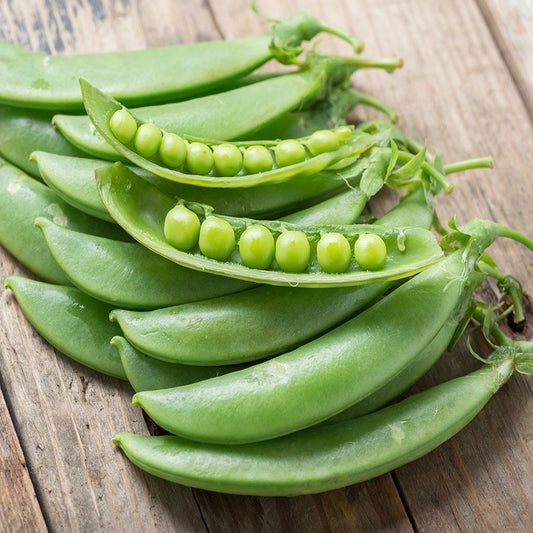 SHELLING PEA - Greenfeast  - Pisum sativum