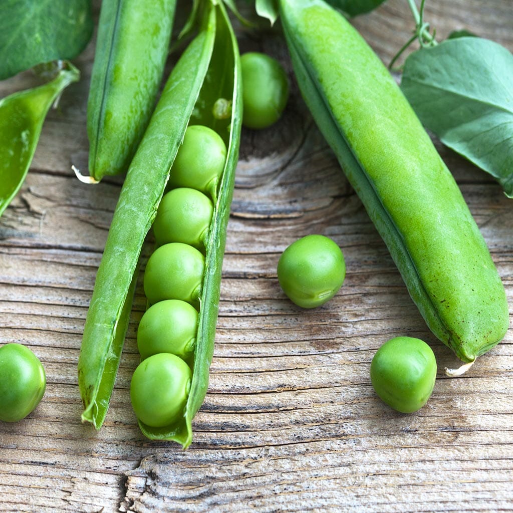 SHELLING PEA - Massey Gem - Pisum sativum