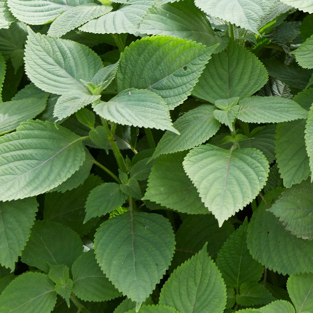 SHISO (PERILLA)  - Green  - Perilla frutescens