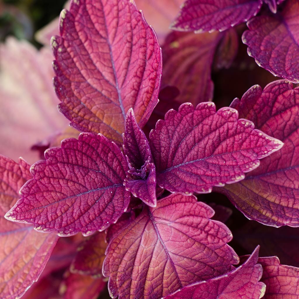 SHISO (PERILLA) - Purple - Perilla frutescens