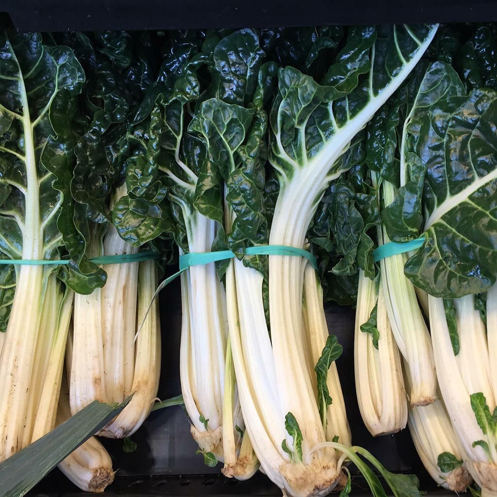SILVERBEET - Fordhook Giant - Beta vulgaris cicla