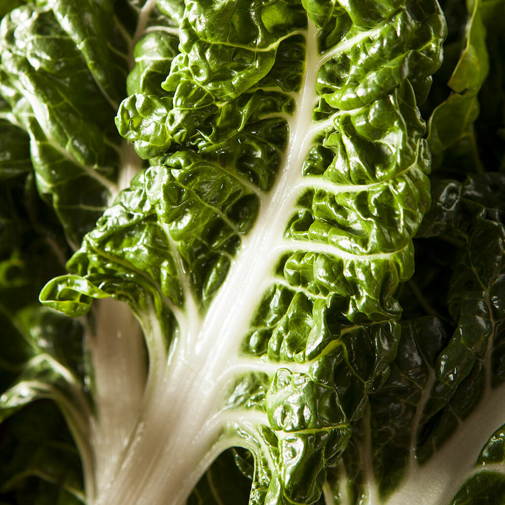 SILVERBEET - Large White Ribbed - Beta vulgaris var. cicla
