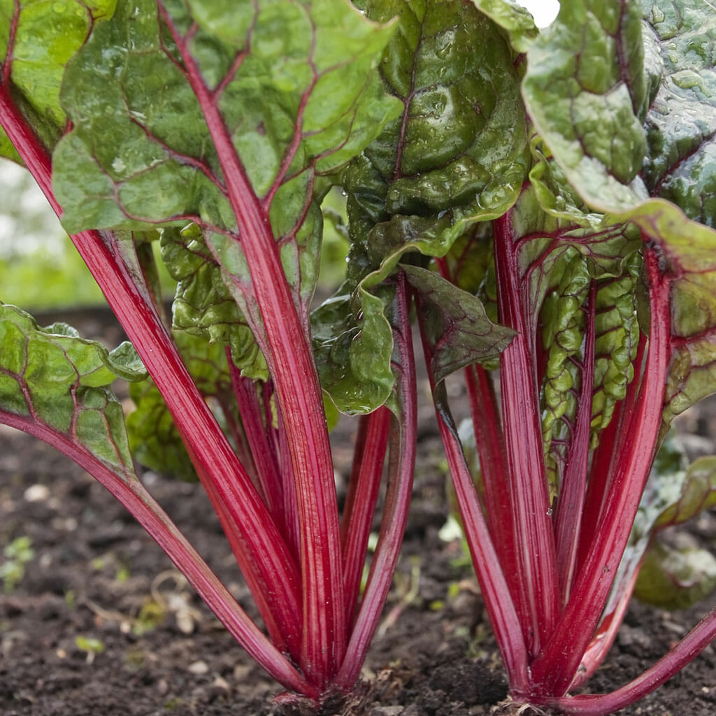 SILVERBEET - Ruby Red - Beta vulgaris var. cicla
