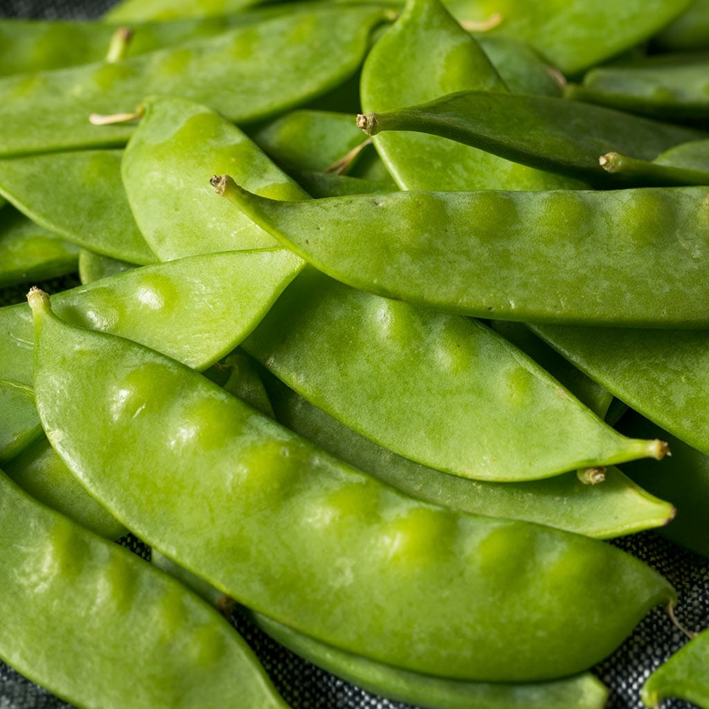 SNOWPEA - Yakumo - Pisum sativum