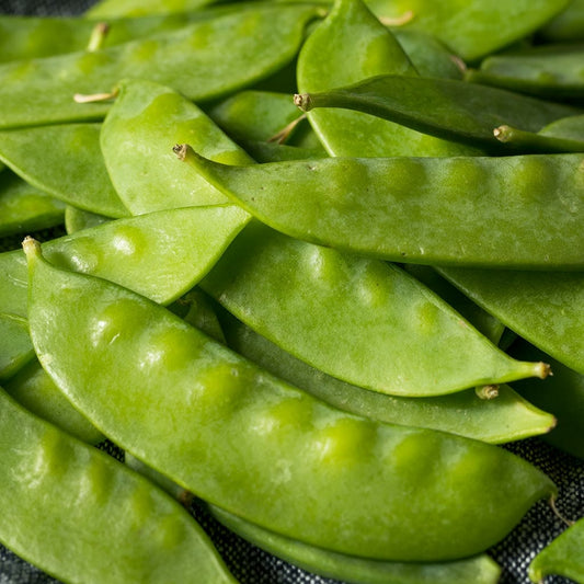 SNOWPEA - Yakumo  - Pisum sativum