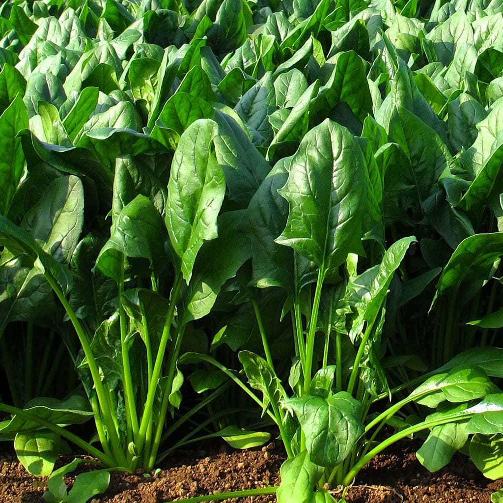 SPINACH - Giant Noble - Spinacia oleracea