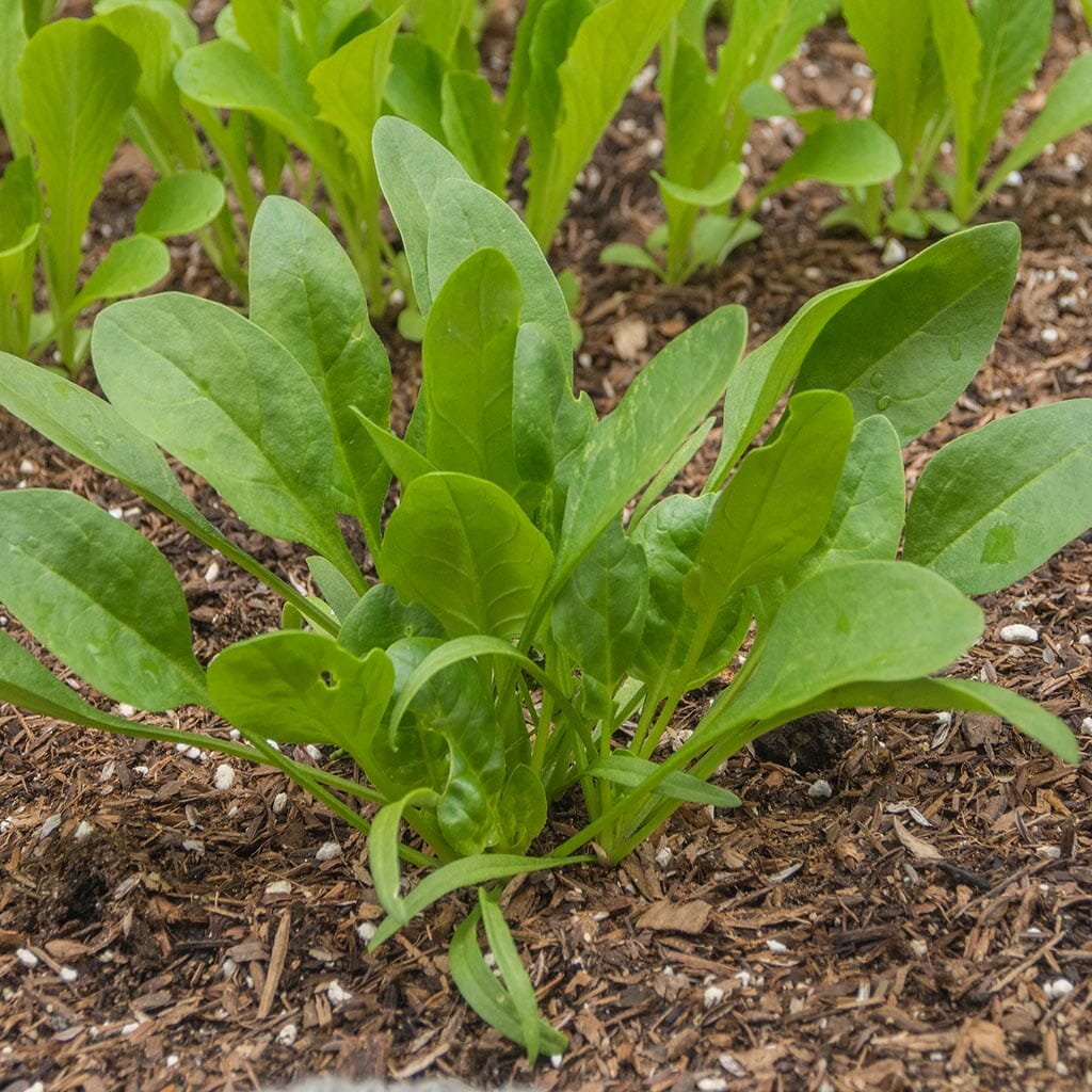 SPINACH - Viroflay - Spinacia oleracea
