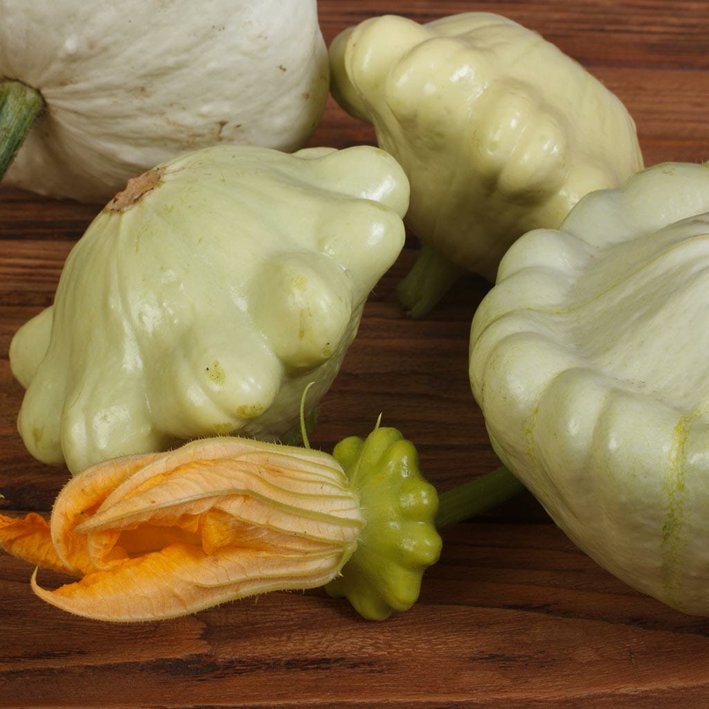 SQUASH - Bennings Green Tint - Cucurbita pepo