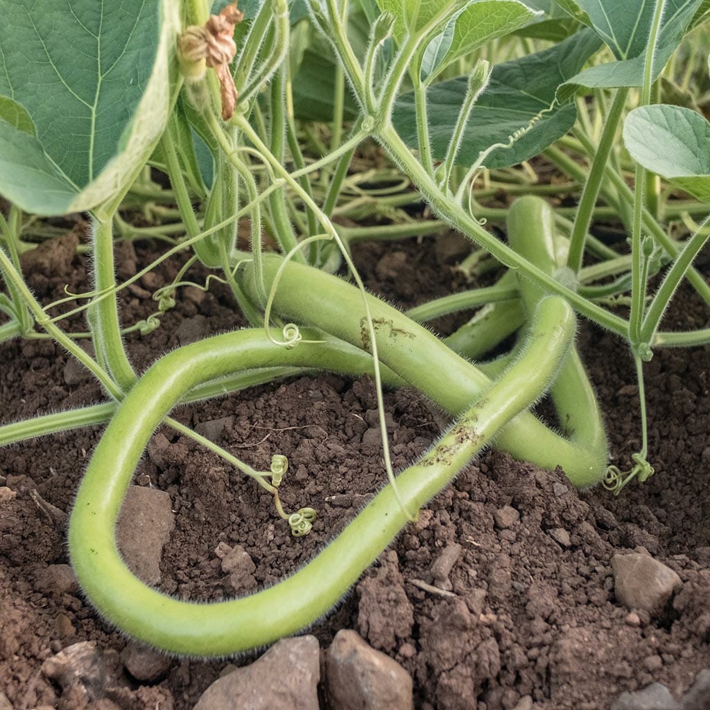 SQUASH - Cucuzza - Lagenaria siceraria