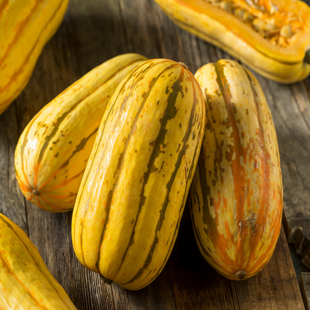 SQUASH - Delicata - Cucurbita pepo