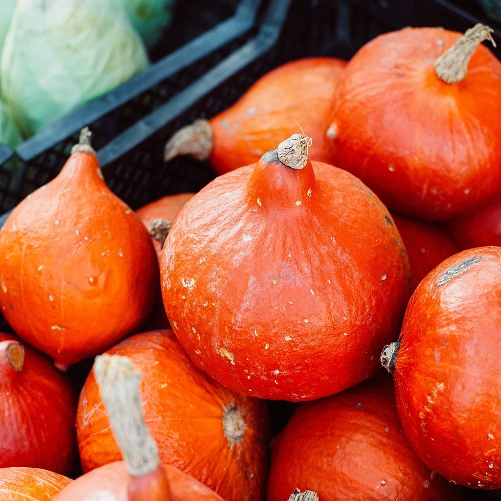 SQUASH - Hokkaido - Cucurbita pepo