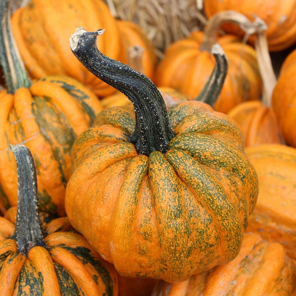 SQUASH - Kamo Kamo - Cucurbita pepo