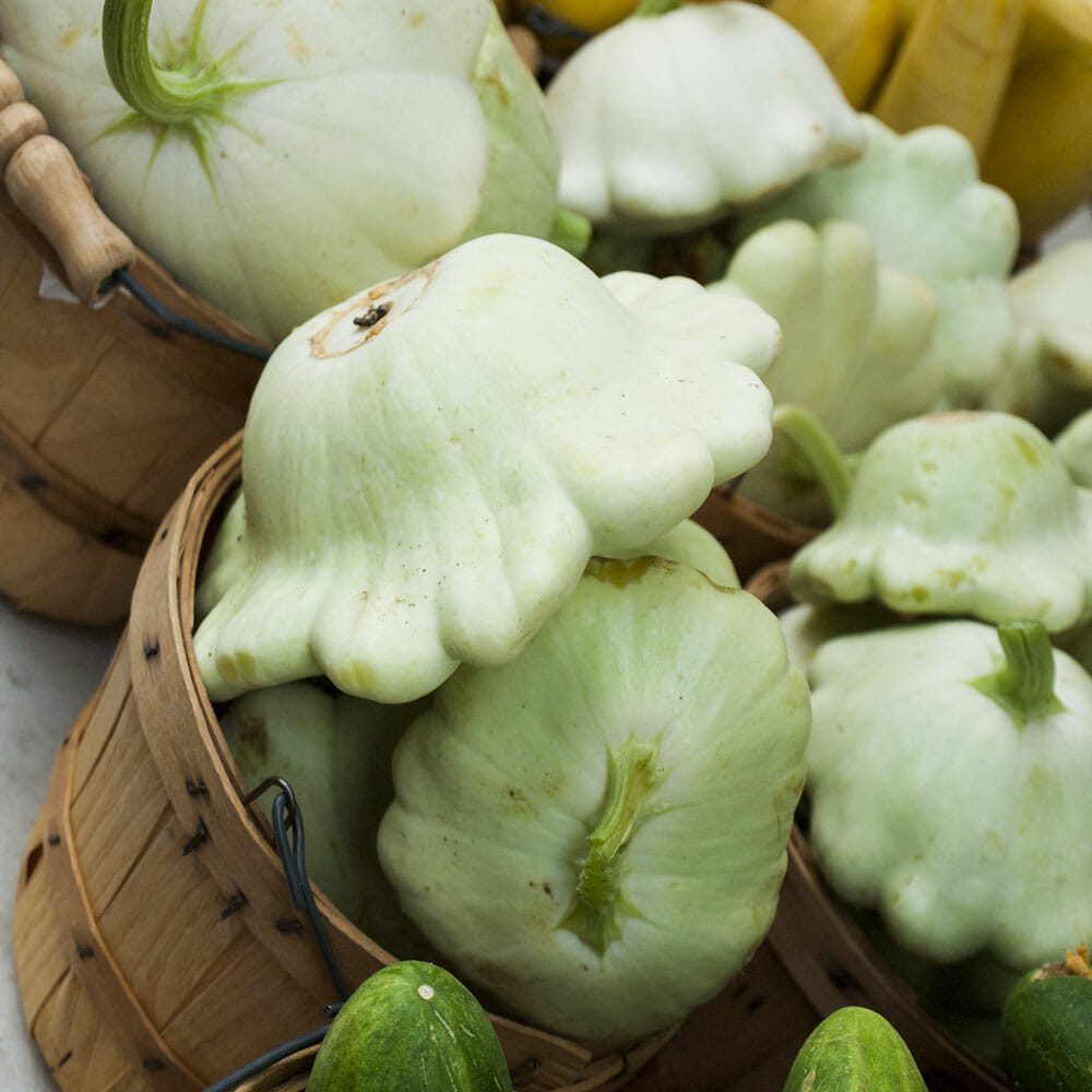 SQUASH - White Scallop - Cucurbita pepo