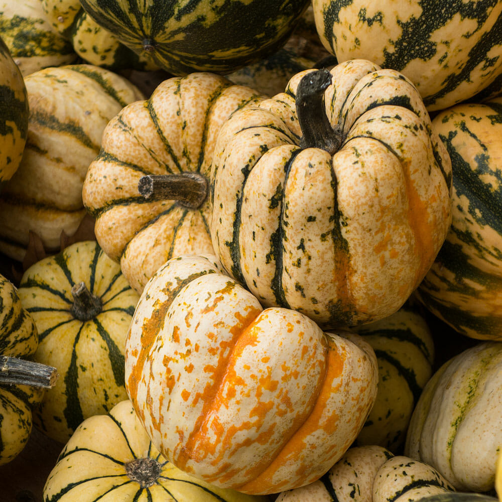 SQUASH - Winter Sweet Dumpling - Cucurbita pepo