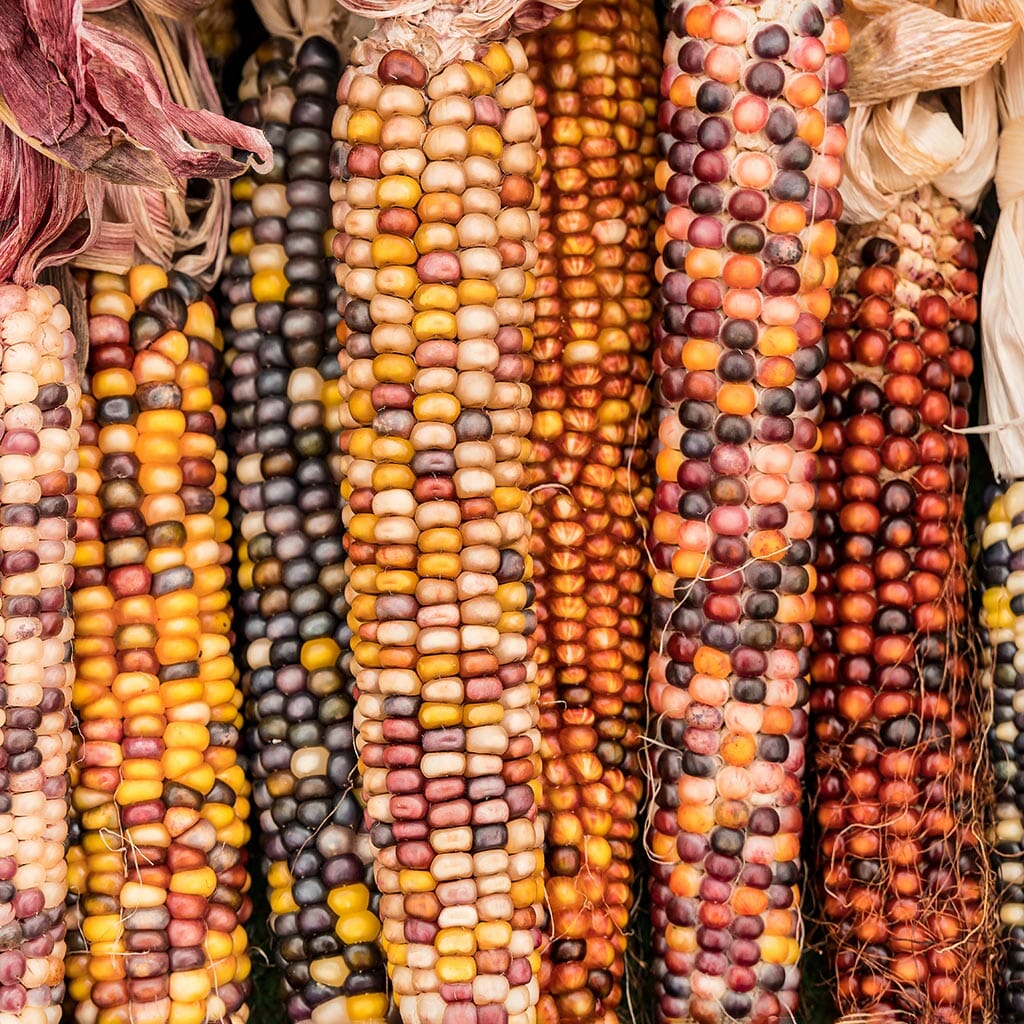 SWEET CORN - Anasazi Rainbow - Zea mays
