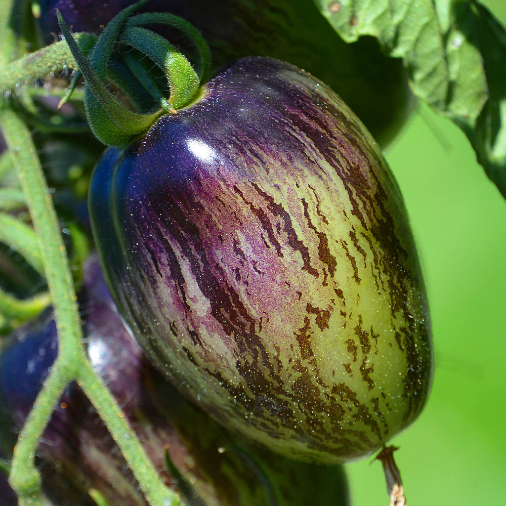 TOMATO - Atomic Grape  - Lycopersicon esculentum