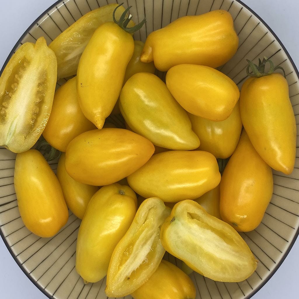 DWARF TOMATO - Banana Toes - Lycopersicon esculentum